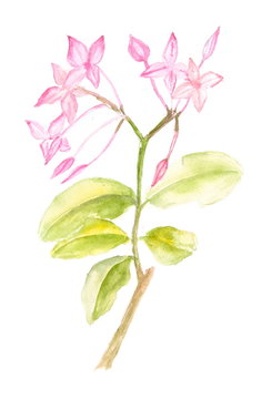 Pink flowers on white, watercolor painting