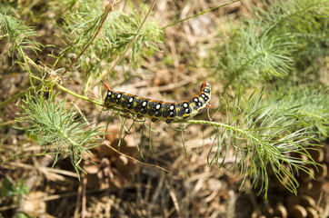 Caterpillar Hyles euphorbiae