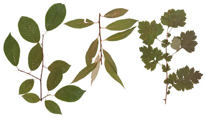 Set of wild dry pressed plants