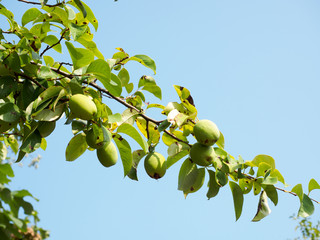 Chinese quince