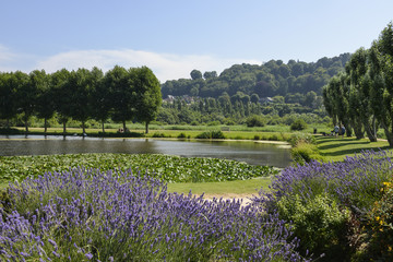 Lavande, Lavandula angustifolia, jardin des personnalités,  Honfleur, Calcados, 14, Normandie