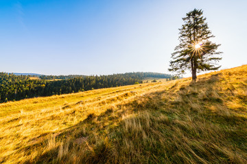 Sunrise in mountains - tree standing alone on the meadow under a blue sky. Image with natural sunbeam and lens flare. Pieniny Mountains.
