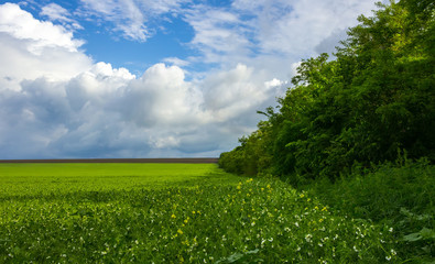 field flowering grass, grove on a background of perfect clouds