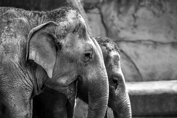 Elephants