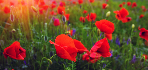 wild flower poppy on the field with grasses at sunset