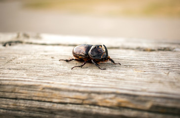 beetle giant rhinoceros on a wooden surface