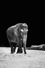 Foto op Aluminium Elephant Portrait © S.T.A.R.S