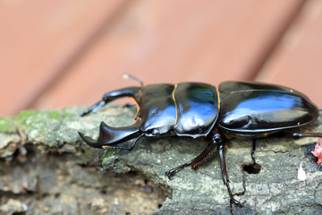 Antaeus stag beetle (Dorcus antaeus) in India