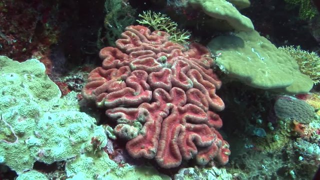 scuba diving divers swim over coral beautiful coral with lots of colors philippines