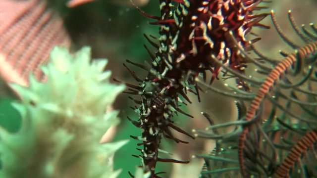 gohst pipefish solenostomus paradoxus philippines scuba diving