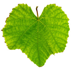 feuille de vigne, fond blanc