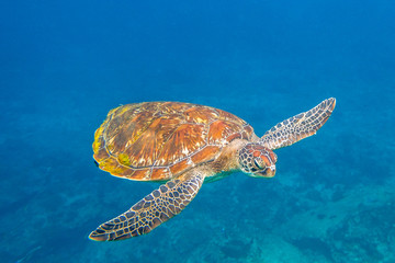 Close up of green turtle, Chelonia mydas, swimming in blue water. Similan Islands, Thailand, Andaman Sea.