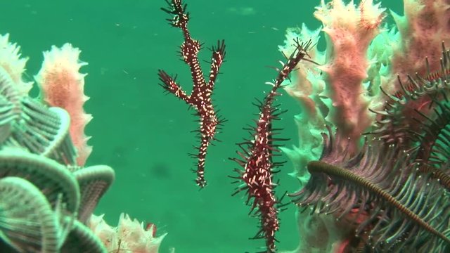 gohst pipefish solenostomus paradoxus philippines scuba diving