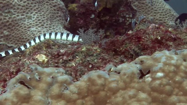 black and white sea snake Malayan Krait ( Ular Katang Tebu ) philippines scuba diving