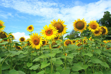 culture de tournesols