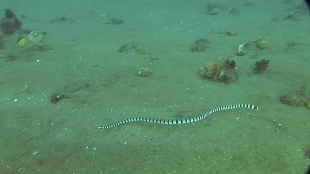 black and white sea snake Malayan Krait ( Ular Katang Tebu ) philippines scuba diving