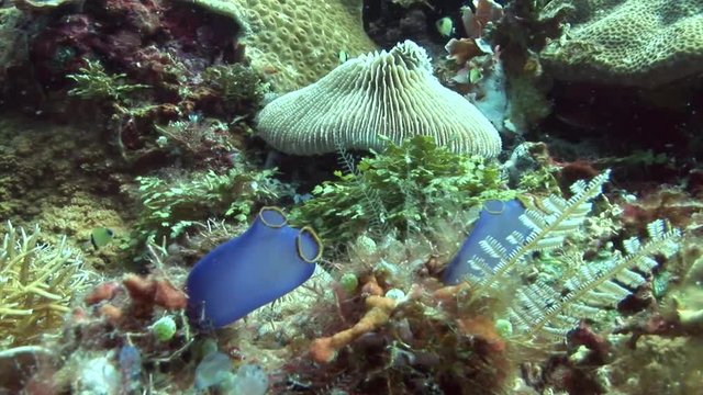 Translucent blue sea squirt scuba diving ( Rhopalaea - spp ) coral beautiful coral with lots of colors philippines