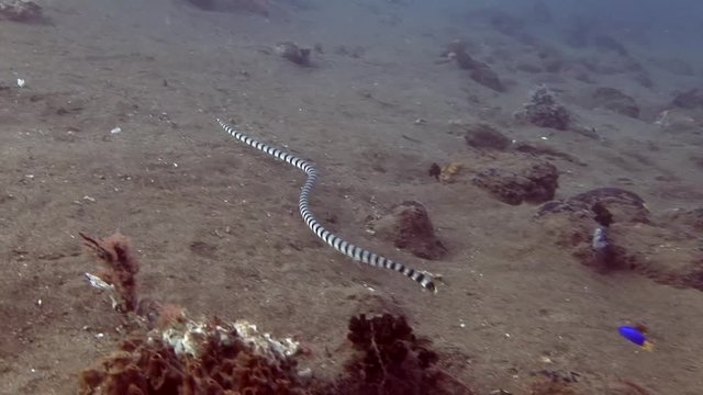 black and white sea snake Malayan Krait ( Ular Katang Tebu ) philippines scuba diving