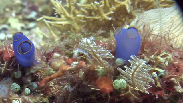 Translucent blue sea squirt scuba diving ( Rhopalaea - spp ) coral beautiful coral with lots of colors philippines