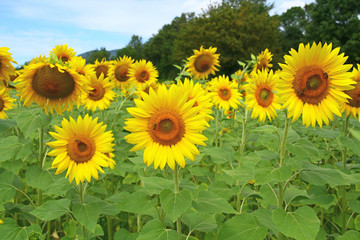 Obraz premium culture de tournesols