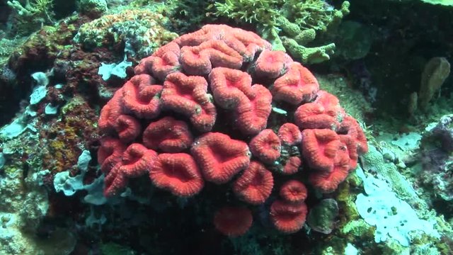 Brain Coral, Lobophyllia coral scuba diving underwater  philippines