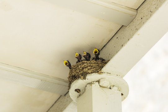 Four hungry young swallows in nest