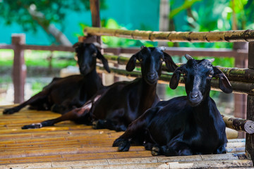 The black goat sitting on ground with other goat - Powered by Adobe