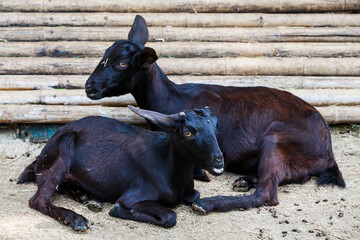 The black goat sitting on ground with other goat