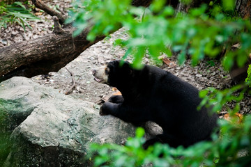 Closeup of a Black Bear's face in the zoo.
