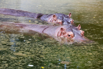 Two common hippopotamus in the water at a watering hole