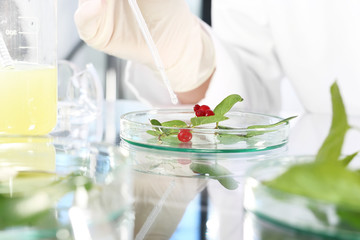 Biotechnologia.
In vitro roślin.
Biotechnolog bada próbki roślin w laboratorium