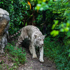 Naklejka premium White tiger walk alone on ground in the zoo