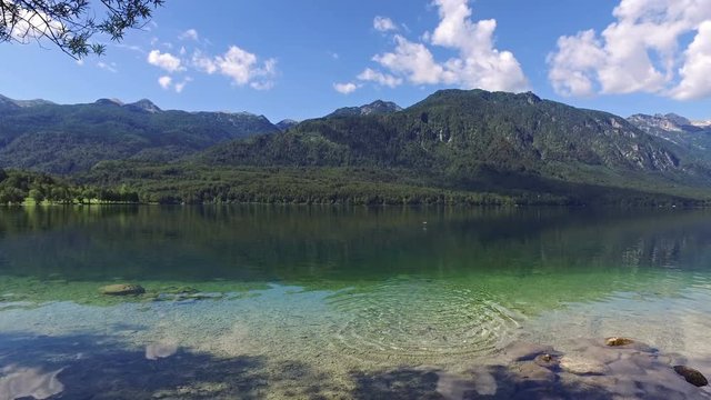 Amazing Bohinj Lake in morning. Duck swims and flies in deep clear water with fish. Gorgeous landscape of Julian Alps. Triglav National Park, Slovenia, Europe.