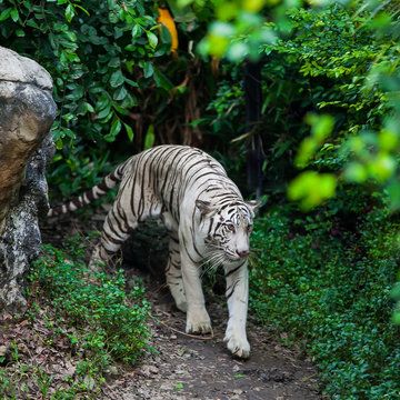 White Tiger Walk Alone On Ground In The Zoo