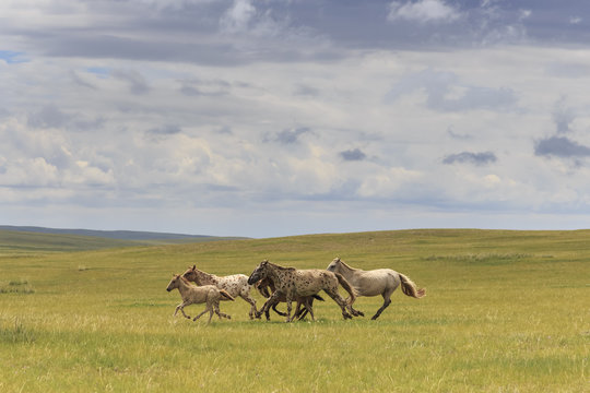 Herd of dappled and pale horses and foals gallop and canter, lush grassland with flowers in summer, Uvurkhangai, Central Mongolia, Mongolia