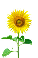 sunflower with green leaves. Isolated over white background
