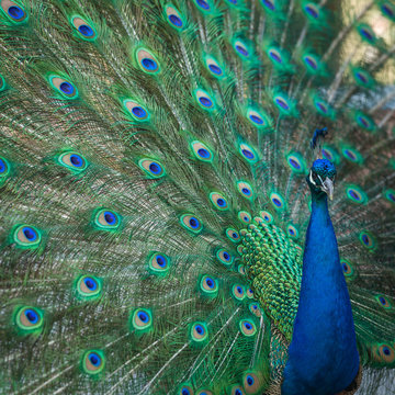 Fototapeta peacock feathers on the open tail in zoo