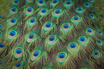 Obraz premium peacock feathers on the open tail in zoo