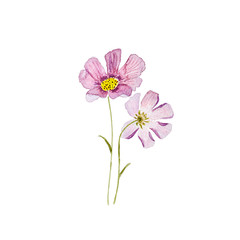 Watercolor Cosmos Flowers (hand drawn)

