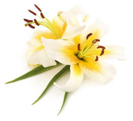 Fototapeta na wymiar Two white lilies.