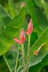 Obraz premium Beautiful banana flower pink in nature garden