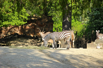 Fototapeta na wymiar Zebras und Gnus beim fressen 