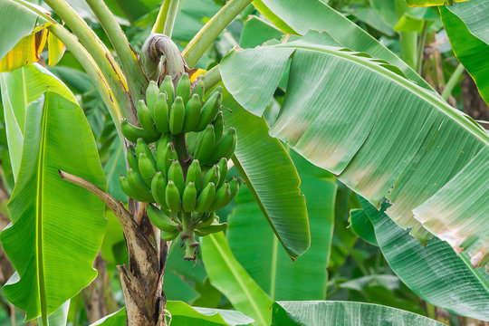 Unripe bananas in the jungle close up
