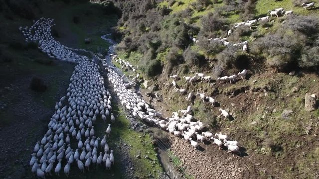 Flock of sheep muster down from hills on New Zealand farm