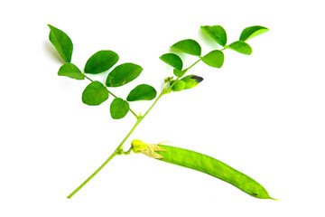 Butterfly Pea is qualified to be an antioxidant. 