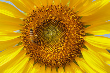 closeup sunflower and working bee nature background