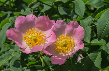 wild rose bush