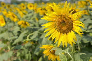 Fototapeta premium closeup sunflower and working bee nature background