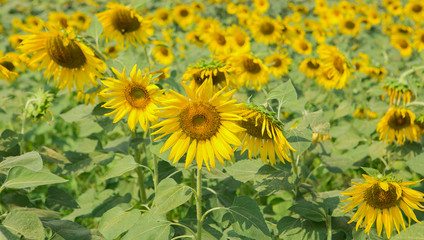 Beautiful yellow sunflower in nature of garden