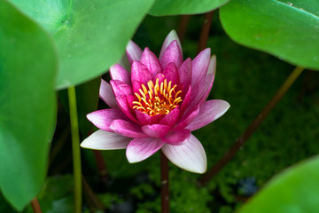 Fototapeta premium pink nymphaea with leaves
